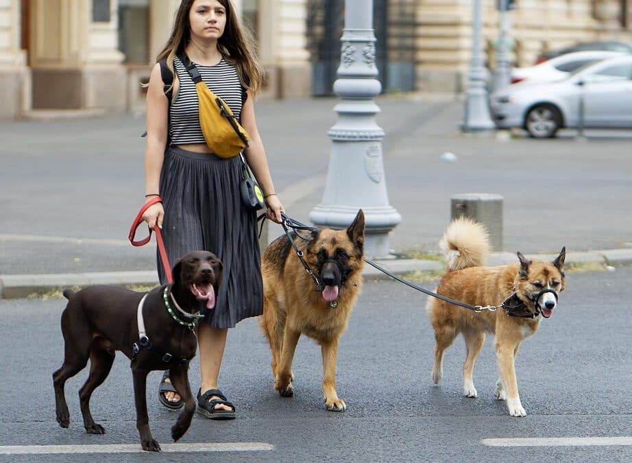 Unleashing Success: How SEO Can Help Bradenton Dog Walkers Fetch More Clients