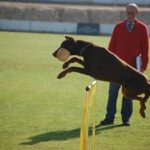 Unleashing Success: How SEO Can Transform Your Bradenton Pet Training Business