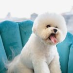 Unleashing Success: How SEO Can groom Your Sarasota Pet Business to New Heights