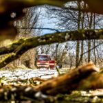 Unlocking Growth: How PPC Advertising Can Help Bradenton Tree Services Stand Tall