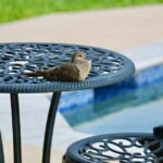 “Unlocking Success: The Top 5 SEO Strategies Every Bradenton Patio Builder Should Implement”