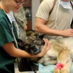 Your Guide to Successful PPC for Vet Clinics in Sarasota & Bradenton