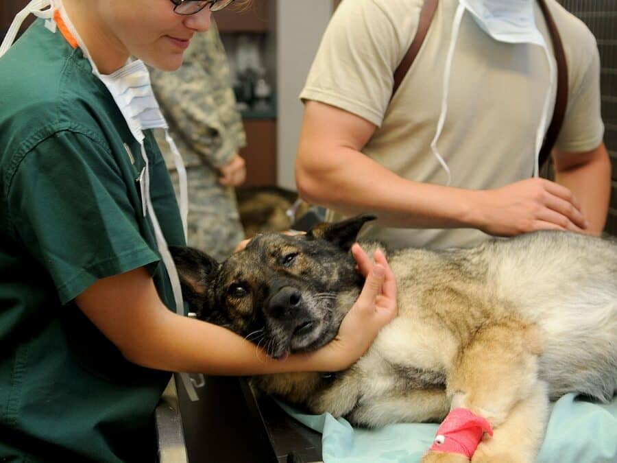 Your Guide to Successful PPC for Vet Clinics in Sarasota & Bradenton