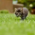 Your Step-by-Step Guide to Local SEO for Sarasota Lawn Care