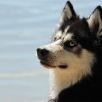 Barking Up the Right Tree: Boost Your Sarasota Dog Walking Business with Targeted PPC Strategies