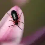 Awareness to Action: Harnessing SEO to Drive Pest Control Leads in Bradenton