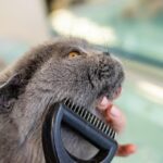 Bark Your Way to the Top: Boosting Your Sarasota Pet Grooming Business with Targeted PPC Campaigns!