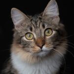 Bark Your Way to the Top: Leveraging PPC Advertising to Boost Your Pet Training Business