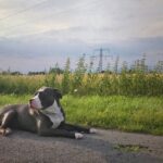 Barking Up the Right Tree: 5 SEO Strategies Every Bradenton Pet Trainer Should Know