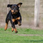 Barking Up the Right Tree: 5 SEO Strategies to Elevate Your Sarasota Pet Boarding Service Above the Competition