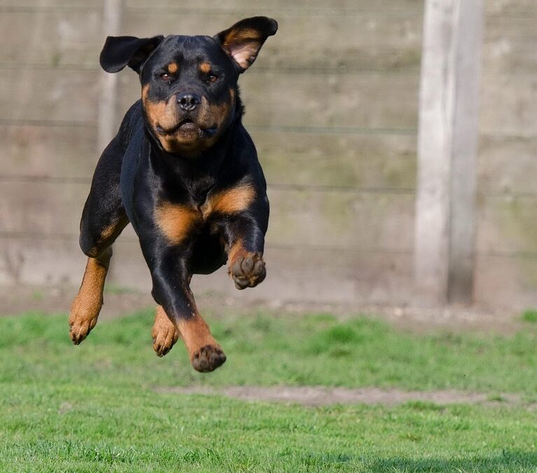 Barking Up the Right Tree: 5 SEO Strategies to Elevate Your Sarasota Pet Boarding Service Above the Competition