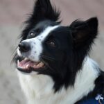 Barking Up the Right Tree: Boost Your Bradenton Dog Walking Business with Smart SEO Strategies!