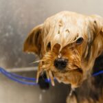 Barking Up the Right Tree: Elevate Your Bradenton Grooming Business with Smart PPC Strategies