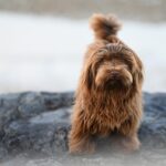 Barking Up the Right Tree: Harnessing PPC Advertising to Grow Your Sarasota Dog Walking Business