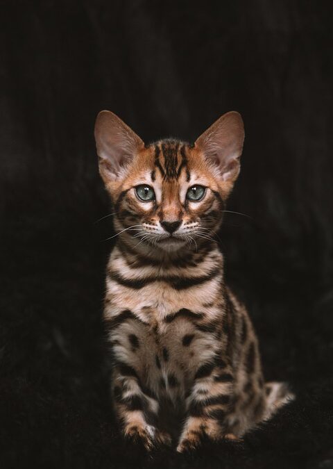 Barking Up the Right Tree: Harnessing PPC to Grow Your Pet Training Business in Sarasota