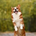 Barking Up the Right Tree: How Local PPC Can Give Your Bradenton Pet Grooming Business a Boost!