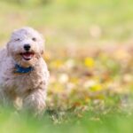 Barking Up the Right Tree: Leveraging PPC to Grow Your Dog Walking Service in Sarasota