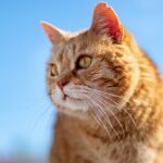 Barking Up the Right Tree: The Essential Guide to SEO for Sarasota Pet Boarding Owners