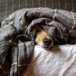 Barking Up the Right Tree: The Essential SEO Guide for Local Pet Boarding Businesses in Bradenton