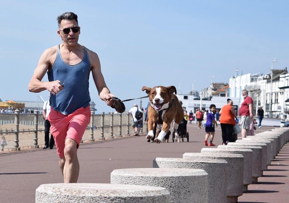 Barking Up the Right Tree: The Top SEO Strategies for Bradenton's Dog Walking Services