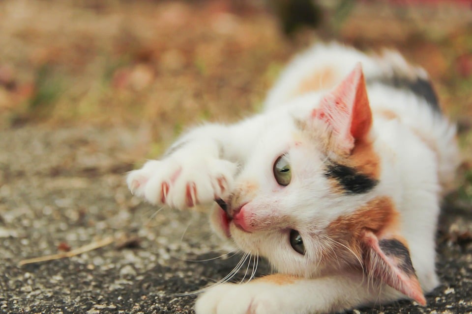 Barking Up the Right Tree: Unlocking Local SEO Strategies for Bradenton Veterinarians