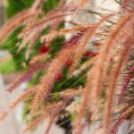 Beyond the Garden: 5 SEO Strategies to Help Sarasota Landscapers Bloom Online