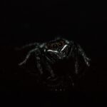 Beyond the Spray: The Hidden Power of SEO for Small Pest Control Businesses in Bradenton
