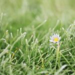 Blooming Business: Why Every Bradenton Lawn Care Service Needs a Smart PPC Strategy
