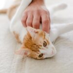 Boost Your Business with PPC: A Tail-Wagging Guide for Sarasota Pet Boarding Owners!