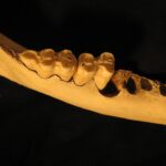 Boost Your Dental Practice: How Local SEO Can Put Your Bradenton Office on the Map
