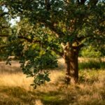 Branching Out: The Hidden Benefits of SEO for Bradenton's Tree Care Entrepreneurs