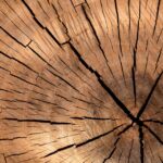 Branching Out: Transform Your Bradenton Tree Service with Targeted PPC Campaigns