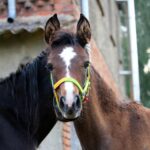 Breathe Easy: How SEO Can Transform Your Bradenton Mold Remediation Business