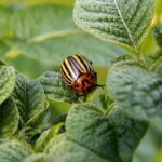 Buzzing About Growth: 5 SEO Strategies Every Bradenton Pest Inspector Should Know