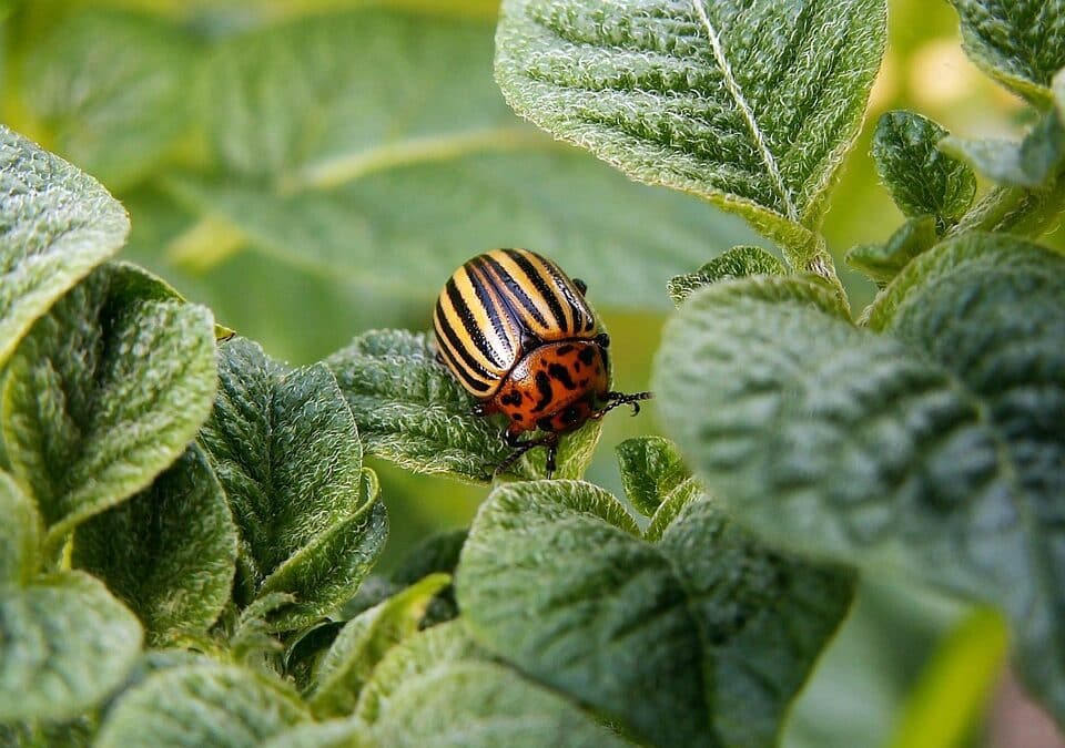 Buzzing About Growth: 5 SEO Strategies Every Bradenton Pest Inspector Should Know