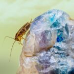 Buzzing Ahead: How SEO Can Help Sarasota Pest Inspectors Attract More Local Clients