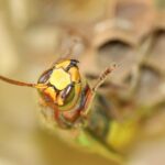 Buzzing Into Success: How PPC Advertising Can Elevate Your Sarasota Pest Control Business