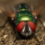 Buzzing to the Top: Why Local Pest Inspectors Can't Afford to Ignore PPC Advertising