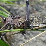 Buzzing with Business: How SEO Can Make Your Sarasota Pest Inspection Services Stand Out