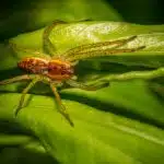Catch More Clients: The Power of PPC Advertising for Pest Inspectors in Bradenton
