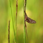 Catch Your Customers with Clicks: The Ultimate PPC Guide for Sarasota Pest Control Services