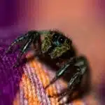 Catch the Attention of Bradenton Homeowners: 5 PPC Strategies Every Pest Control Business Should Know
