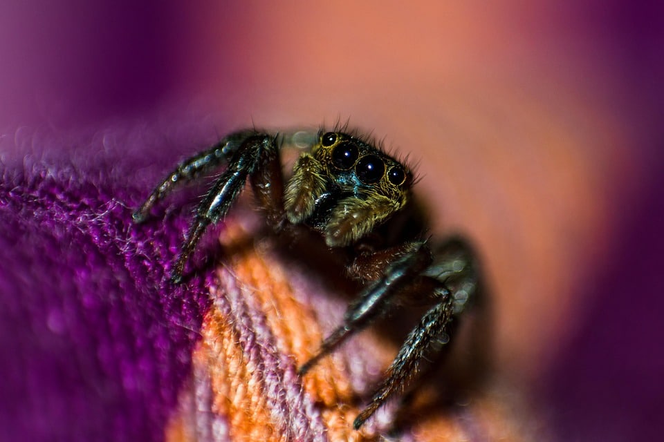 Catch the Attention of Bradenton Homeowners: 5 PPC Strategies Every Pest Control Business Should Know