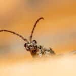 Catch the Attention of Local Customers: Why Bradenton Pest Control Businesses Need PPC Now