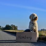 Chasing Success: How PPC Can Transform Your Dog Walking Business in Bradenton!