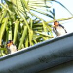 “Cleaning Up Online: How SEO Can Elevate Your Bradenton Gutter Cleaning Business”