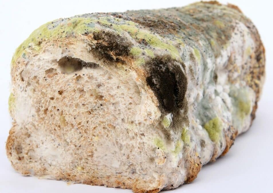 Clear the Mold and Elevate Your Business: The Ultimate SEO Guide for Sarasota's Mold Remediation Experts