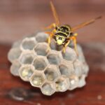 Click Your Way to a Pest-Free Sarasota: The Essential Guide to PPC for Local Pest Control Businesses