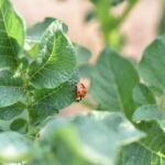 Clicking with Customers: Unlocking the Hidden Revenue of PPC for Bradenton’s Pest Control Professionals