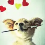 Clicks that Heal: The Power of Pay-Per-Click Advertising for Bradenton Veterinarians